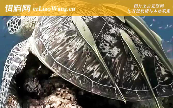 吸盘鱼:生活习性