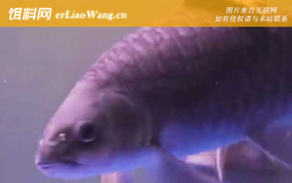 忘不了鱼:分布范围