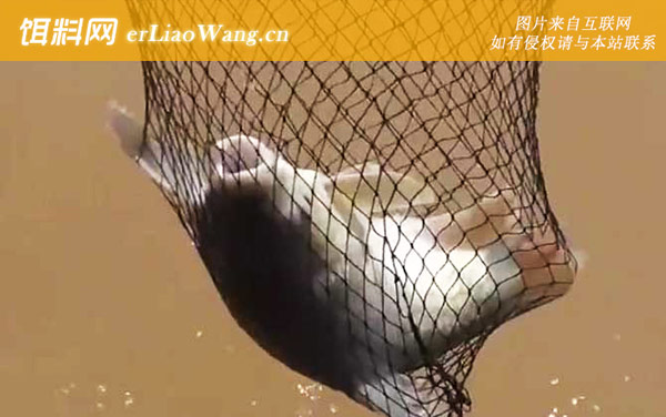 忘不了鱼:生活习性