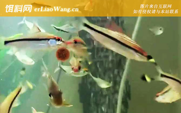 一眉道人:分布范围