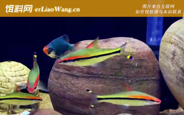 一眉道人:生活习性