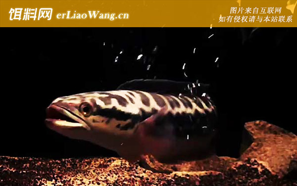 小盾鳢:分布范围