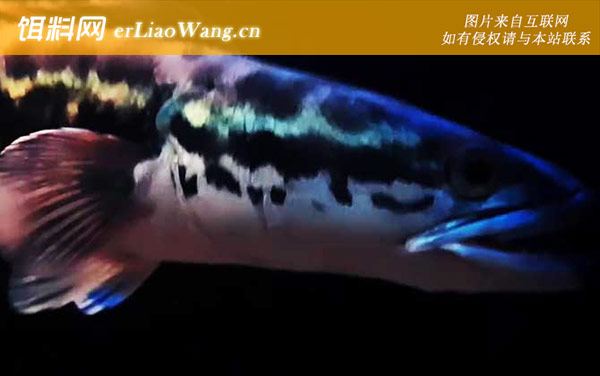 小盾鳢:生活习性