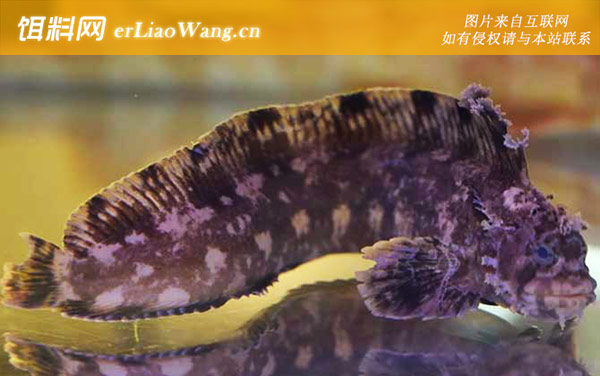 小姐鱼:分布范围