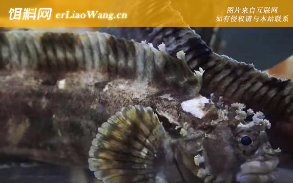 小姐鱼:生长习性