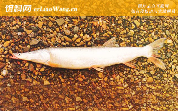 鯮鱼是什么鱼-分布范围