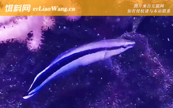 医生鱼:分布范围