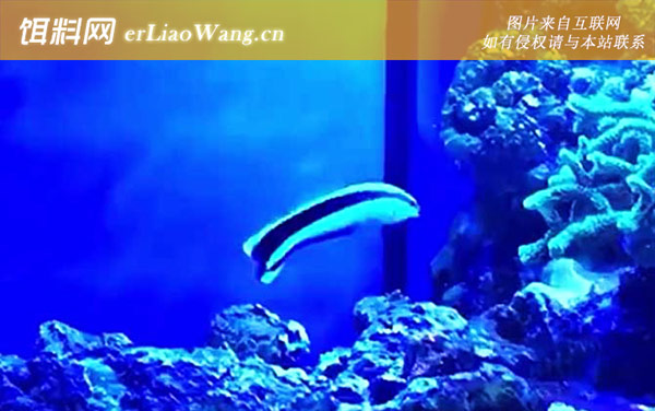 医生鱼:生长习性