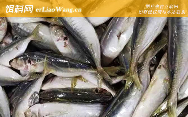 竹荚鱼:分布范围