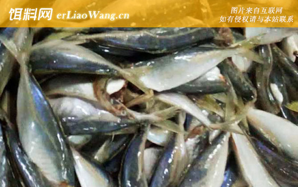 竹荚鱼:生活习性