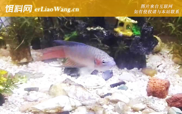 兔子鱼:分布范围