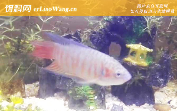 兔子鱼:生活习性