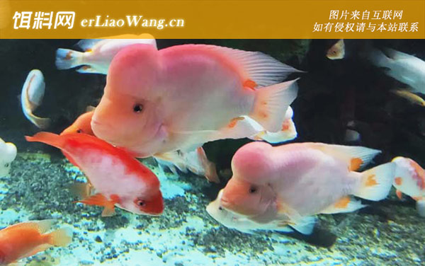 寿星鱼:分布范围