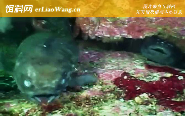 圆鳍鱼:分布范围