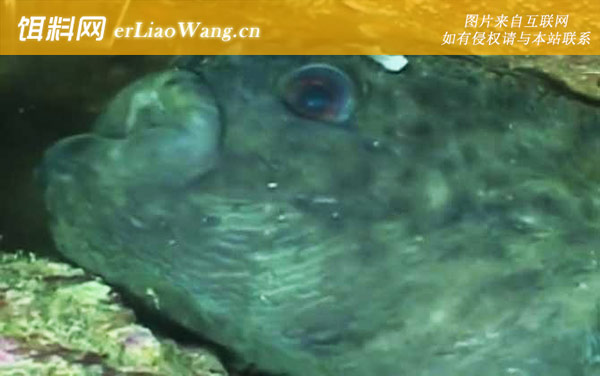 圆鳍鱼:生活习性