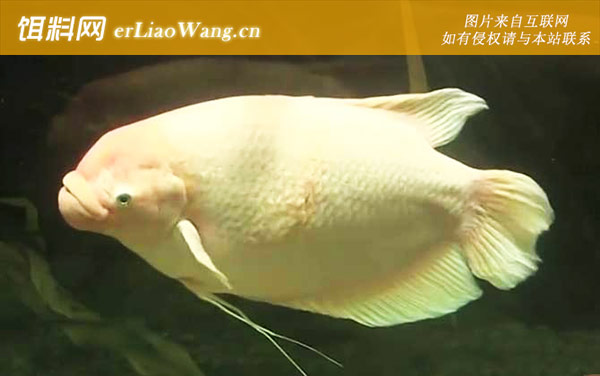 招财鱼:分布范围