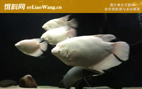 招财鱼:生活习性