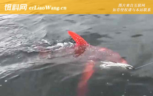 月亮鱼:分布范围