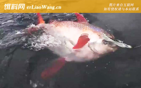 月亮鱼:生活习性