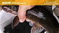 《猪嘴鱼是什么鱼?》封面图