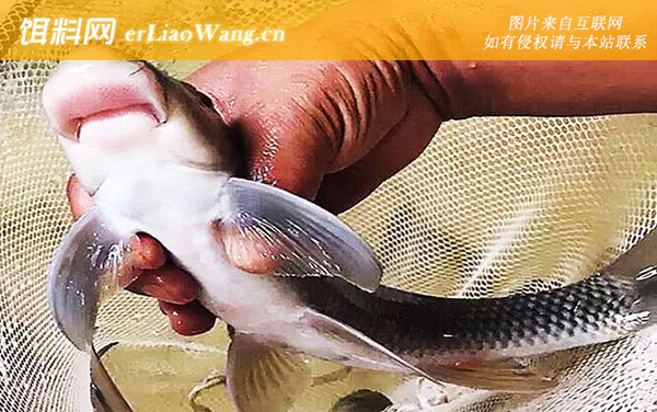 猪嘴鱼:分布范围