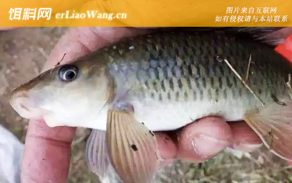 猪嘴鱼:生活习性