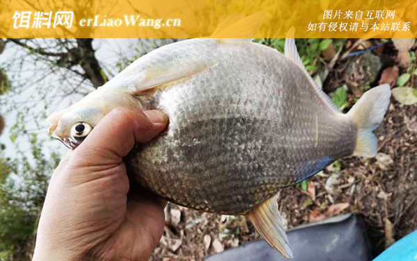 鳊花鱼:分布范围