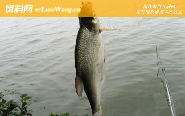 鳊花鱼:生活习性