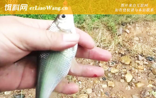 大眼鳊鱼:生活习性