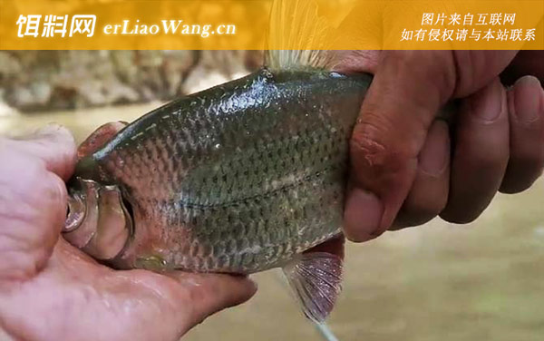 大眼华鳊:生活习性