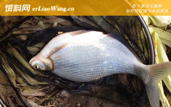 鳊鱼:鱼种论述