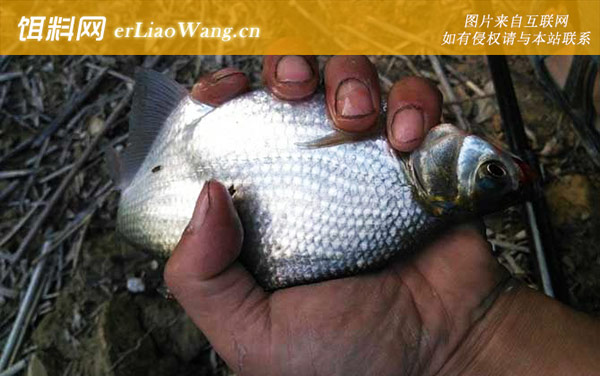 鳊鱼吃什么食物长大的-物种鉴别