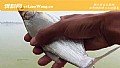 鳊鱼的刺多吗?