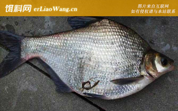 鳊鱼的刺多吗-物种鉴别