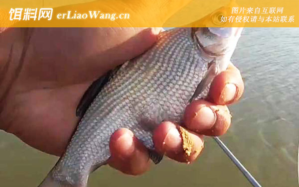 鳊鱼:商品饵料