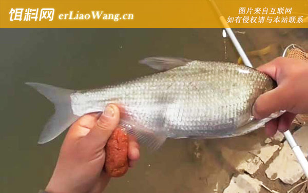 鳊鱼什么季节最好钓-最佳时间