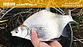《钓鳊鱼几月份最好钓?》封面图
