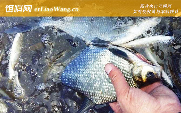鳊鱼:作钓技巧