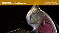 《钓鳊鱼的最佳方法》封面图