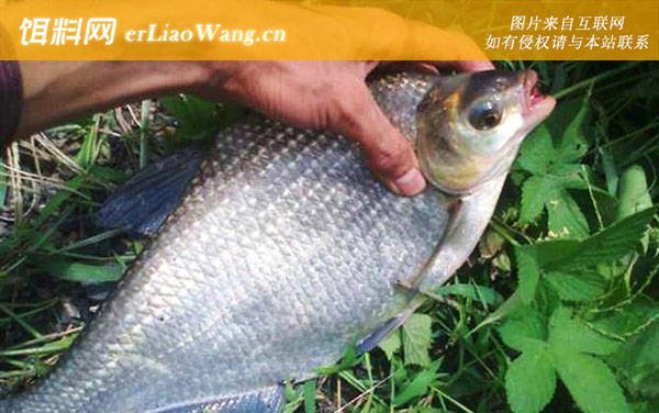 钓鳊鱼:窝料