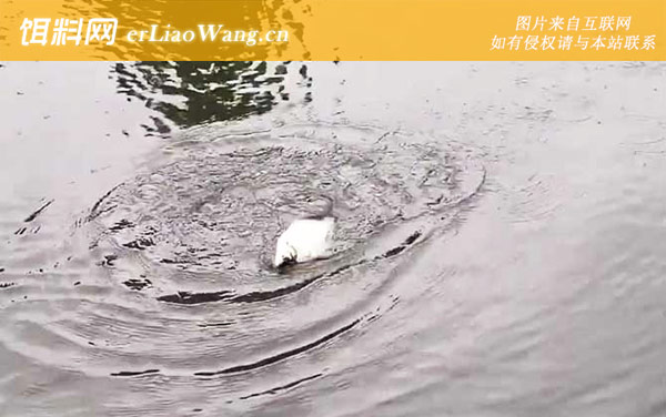 钓鳊鱼:天气论述