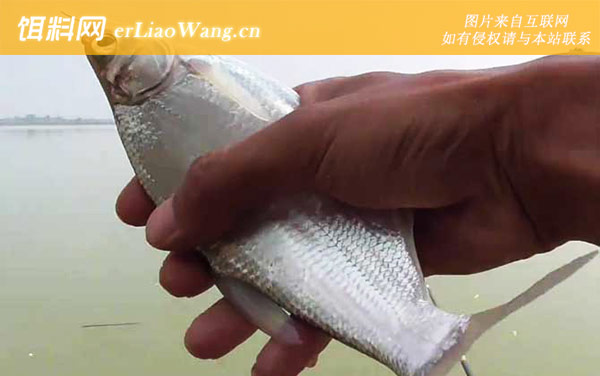 钓鳊鱼:最佳天气