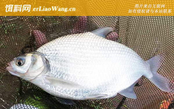 钓鳊鱼:作钓技巧