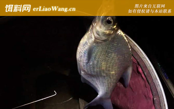 钓鳊鱼:打窝诱鱼