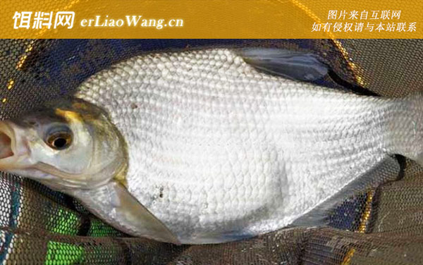 钓鳊鱼:提竿时机