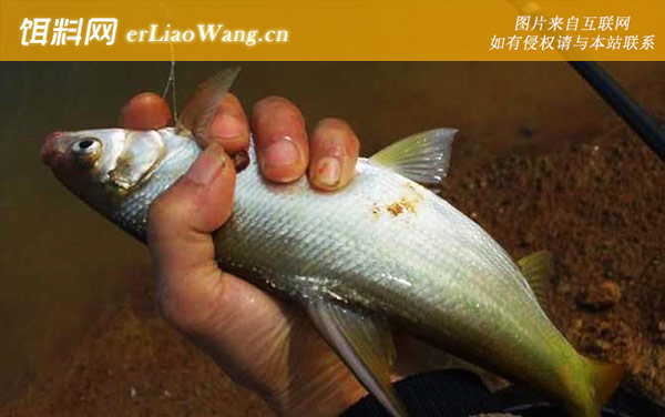 鳊鱼:摄食习性