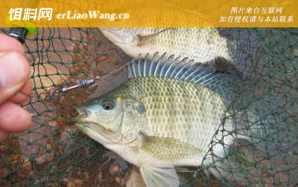 罗非鱼:产地分布