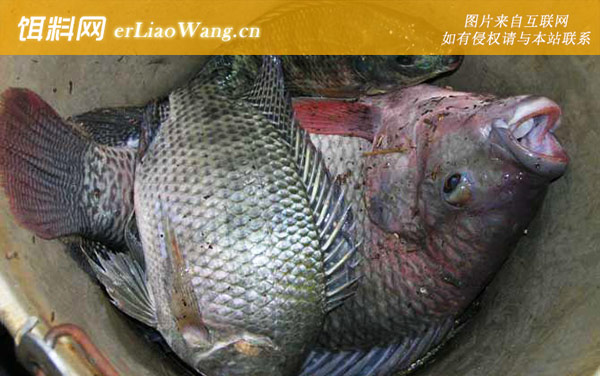 罗非鱼:营养价值