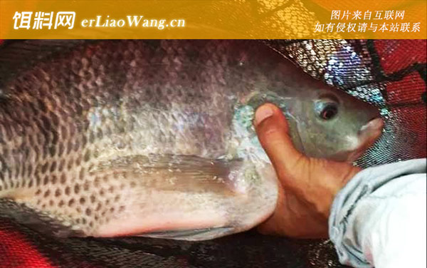 罗非鱼:食用价值