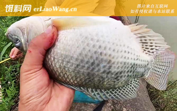 罗非鱼:代表物种